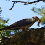 Red Chested Cuckoo 2 - Spioenkop