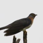 Red Chested Cuckoo - Imfolozi