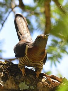 Red-Chested Cuckoo - Spioenkop