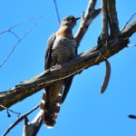 Red-Chested Cuckoo - Underberg