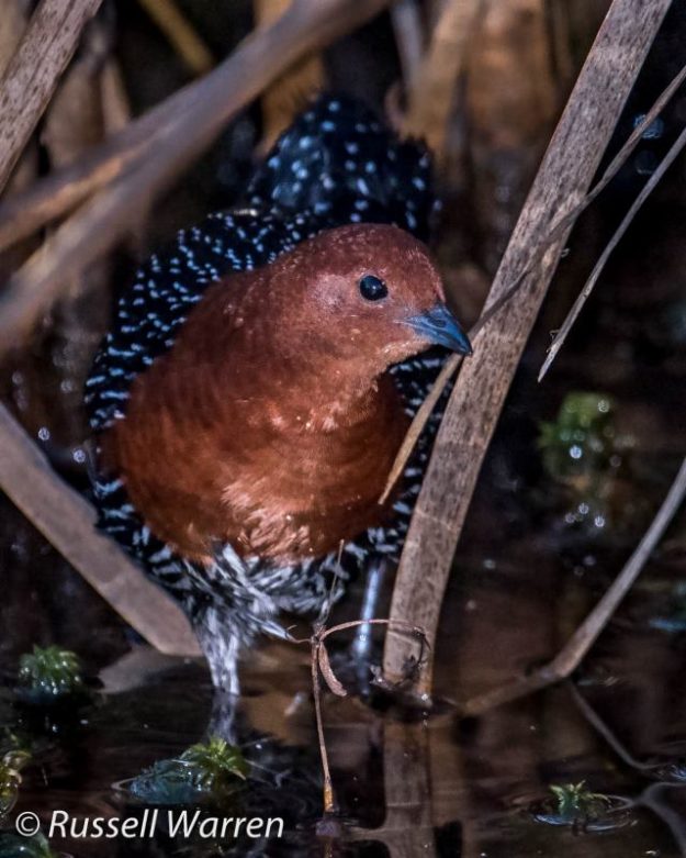 Red-Chested Flufftail - Ntsikeni