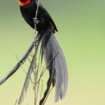 Red-Collared Widowbird - Hluhluwe