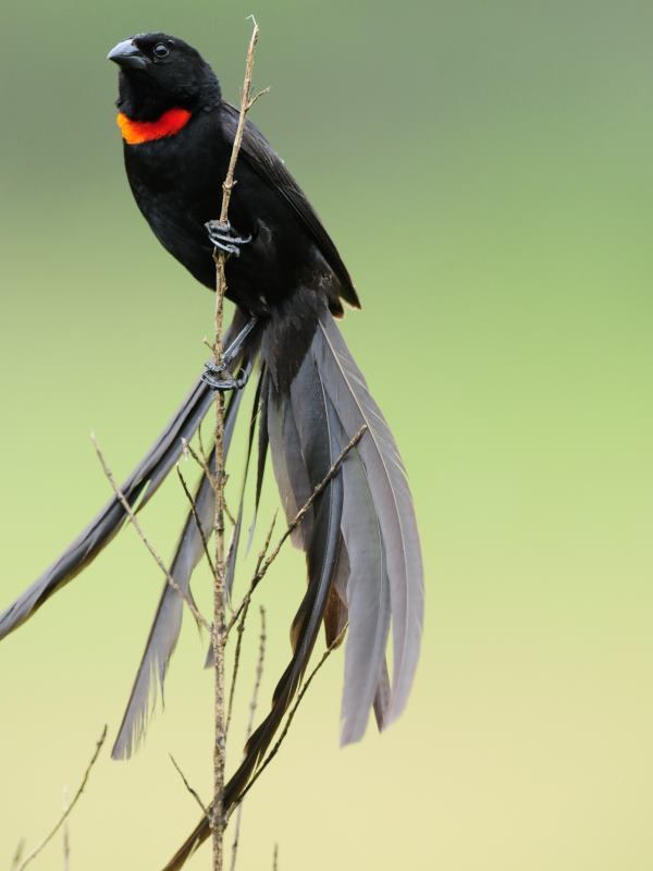 Red-Collared Widowbird - Hluhluwe