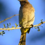 African Red Eyed Bulbul - Addo