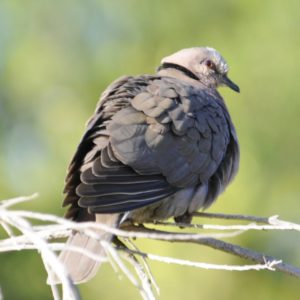 Red-Eyed Dove