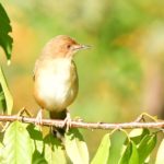 Red-Faced Cisticola - Harare