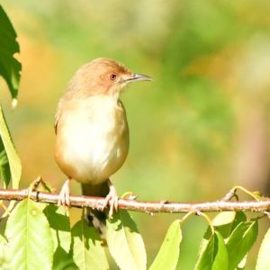 Red-Faced Cisticola - Harare