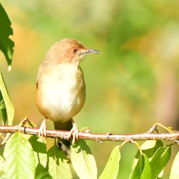 Red-Faced Cisticola - Harare