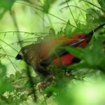 Red-Faced Crimson Wing - Bvumba