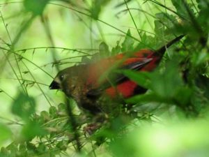 Red-Faced Crimson Wing - Bvumba