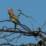 Red-Faced Mousebird - Itala