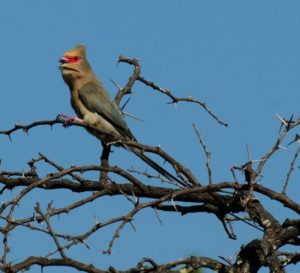 Red-Faced Mousebird - Itala