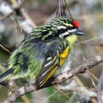 Red-Fronted Tinkerbird - Mkhuze