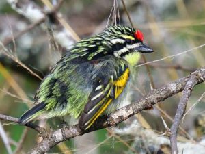 Red-Fronted Tinkerbird - Mkhuze