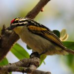 Red-Fronted Tinkerbird - Ndumo