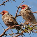Red-Headed Finch - Kgalagadi