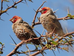 Red-Headed Finch - Kgalagadi
