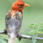 Red-Headed Weaver 3 - Chiredzi
