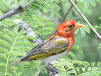 Red-Headed Weaver - Chiredzi