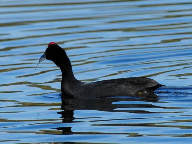 Red-Knobbed Coot - Tala