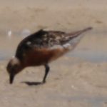 Red Knot - Langebaan