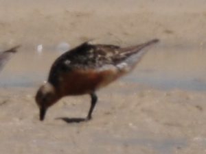 Red Knot - Langebaan