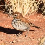 Red Lark - Koa Dunes