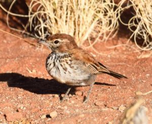 Red Lark - Koa Dunes