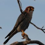 Red-Necked Falcon 3 - Kgalagadi