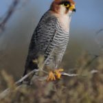 Red-Necked Falcon - Kgalagadi