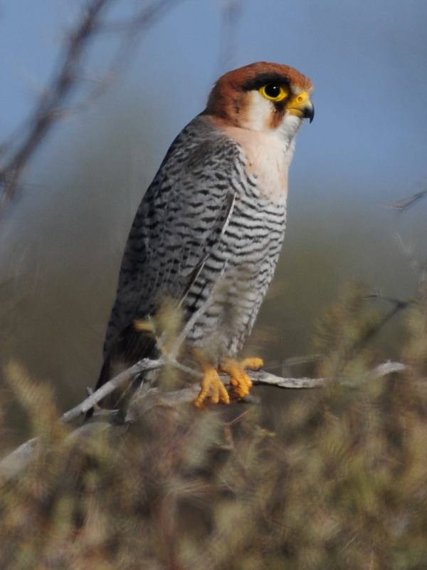 Red-Necked Falcon - Kgalagadi