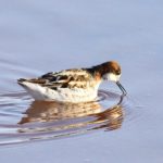 Red-Necked Phalarope - Velddrif