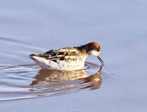 Red-Necked Phalarope - Velddrif