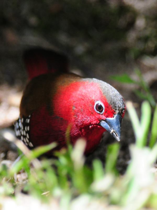 Red-Throated Twinspot - Bvumba