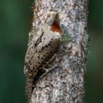 Red-Throated Wryneck - Ntsikeni