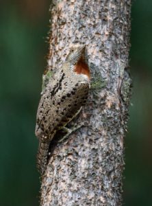 Red-Throated Wryneck - Ntsikeni