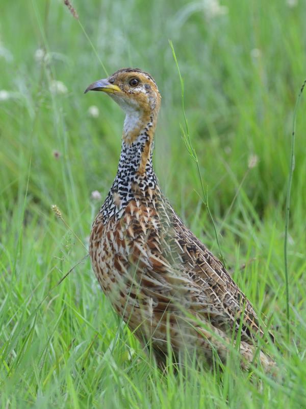 Red-Wing Francolin - Spioenkop