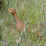 Red Winged Francolin - Harrismith