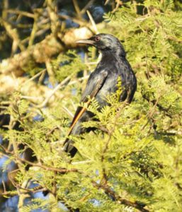 Red-Winged Starling - Heidelberg