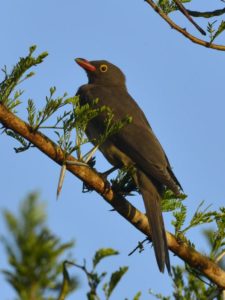 Red-billed Oxpecker - Tembe