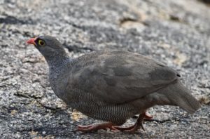 Red-billed Spurfowl - Erongo