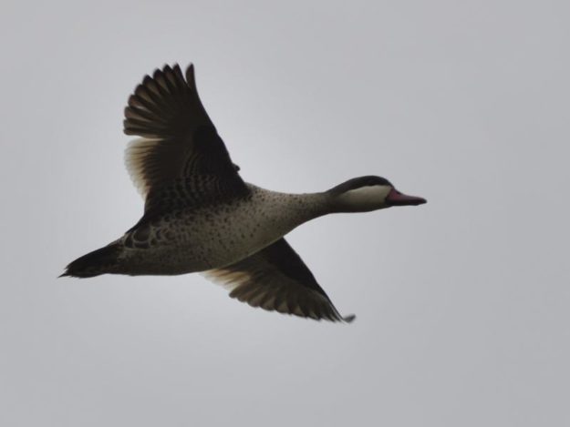 Red-billed Teal - Biesiesvlei