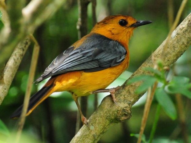 Red-capped Robin Chat - Bvumba