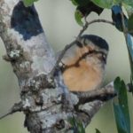 Red-faced Crombec - Mutare
