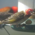 Red-Headed Quelea 2 - Amanzimtoti
