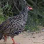 Red-Necked spurfowl 2 - Addo