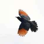 Red-winged Starling - Amanzimtoti