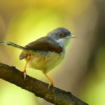 Red-winged Warbler Adult - Mozambique