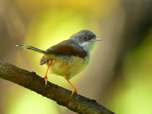 Red-winged Warbler Adult - Mozambique