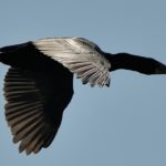 Reed Cormorant - Chobe